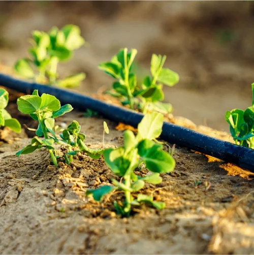 Agriculture & Farming