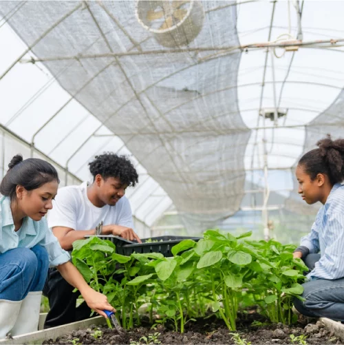 Greenhouses